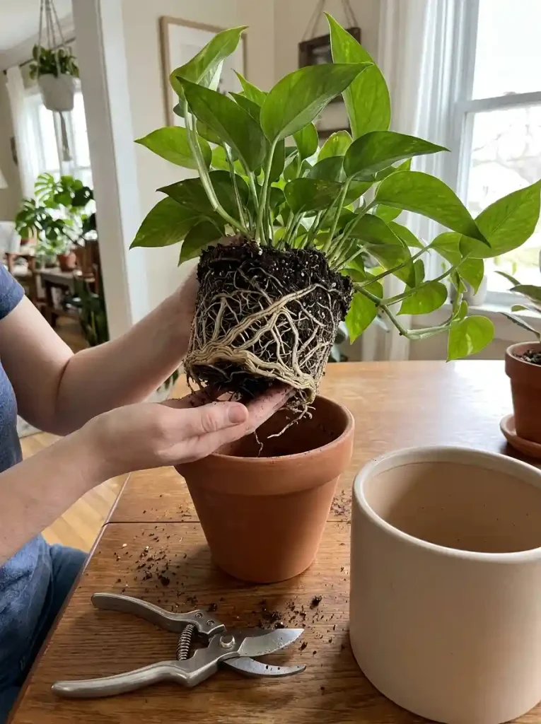 14. Watch Root Health When Problems Appear