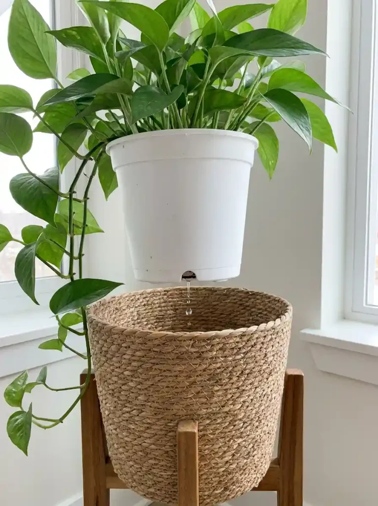 4. Always Use a Pot With Drainage