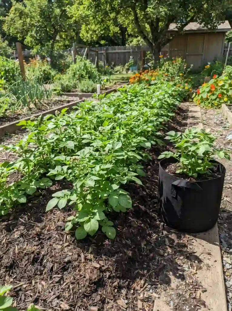 8. Give Plants Plenty of Sunlight