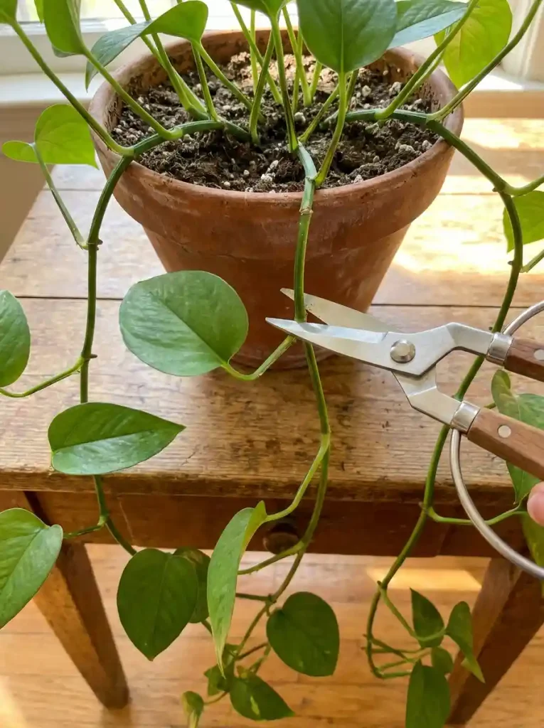 8. Prune for Fuller, Healthier Growth