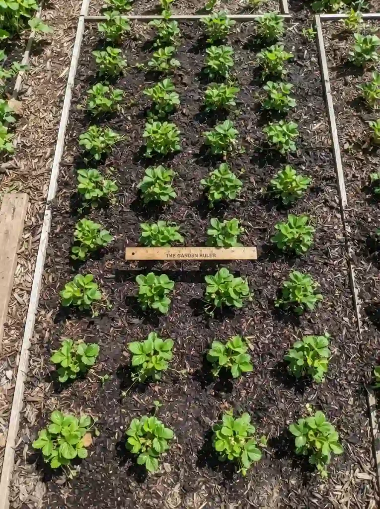 11. Give Each Plant Enough Space