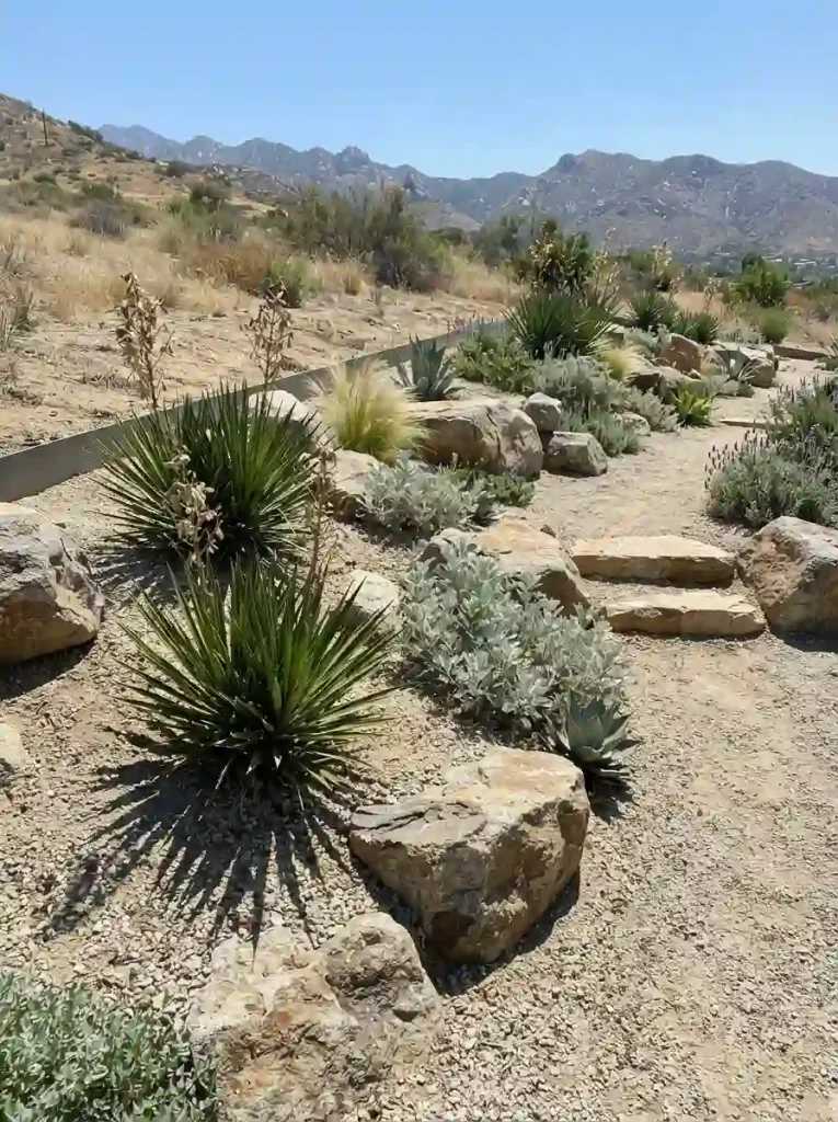 18. Design a Sunny Rock Garden with Yucca and Artemisia